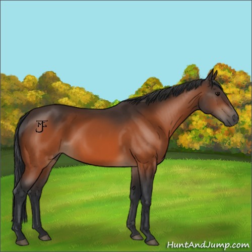 Horse Color:Bay 