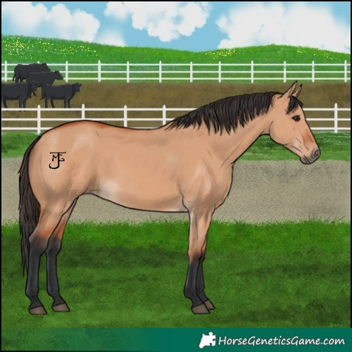 Horse Color:Bay Dun 