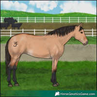 Horse Color:Bay Dun 
