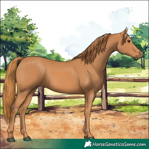Horse Color:Chestnut 