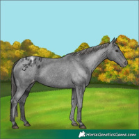 Horse Color:Black Appaloosa