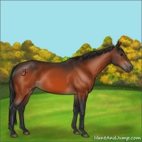 Horse Color:Bay 