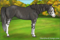 Horse Color:Black Splash Rabicano  and Smoky Black Splash Rabicano 