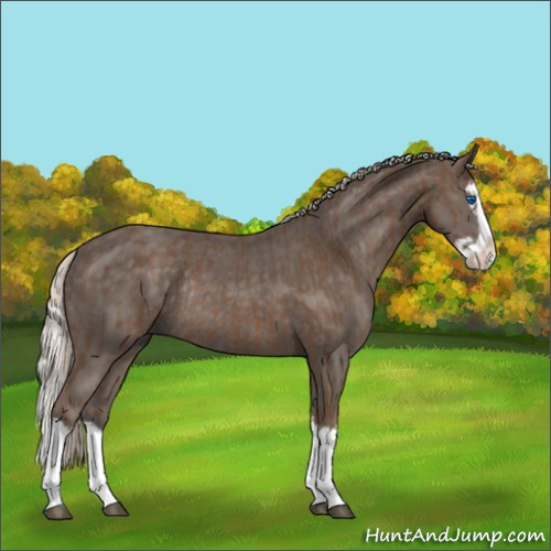 Horse Color:Silver Black Splash Rabicano and Silver Black Splash Rabicano