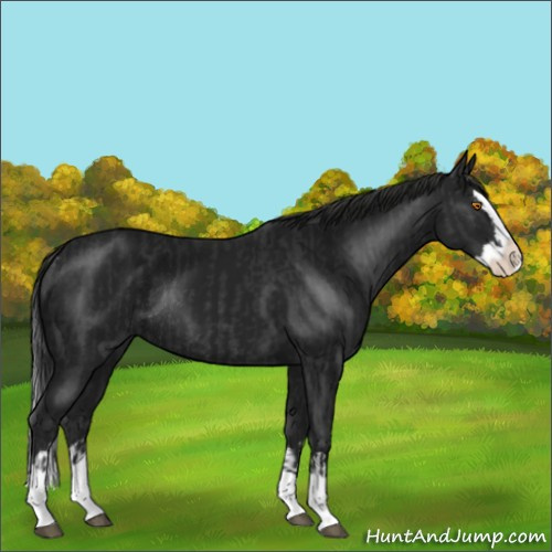 Horse Color:Black Splash Rabicano and Gray Black Splash Rabicano