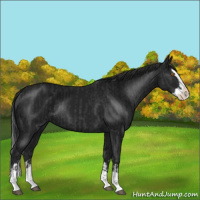 Horse Color:Black Splash Rabicano  and Gray Black Splash Rabicano 