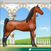 Horse Color:Bay 