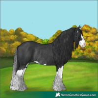 Horse Color:Black Splash Rabicano  and Black Splash Rabicano 