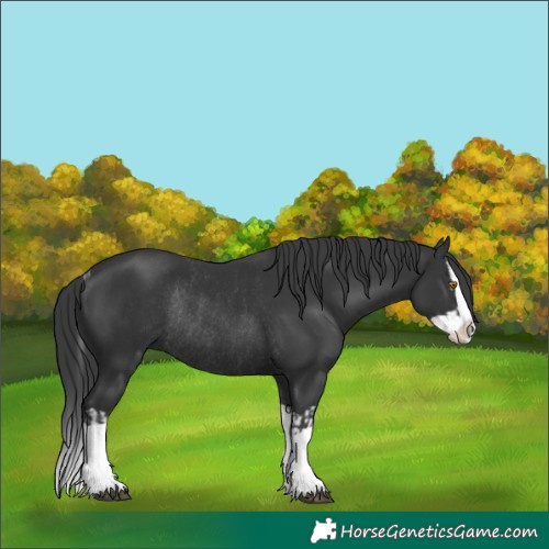 Horse Color:Black Splash Rabicano  and Black Splash Rabicano 