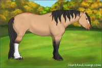 Horse Color:Bay Dun