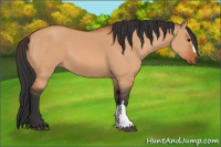 Horse Color:Bay Dun
