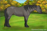 Horse Color:Grullo 