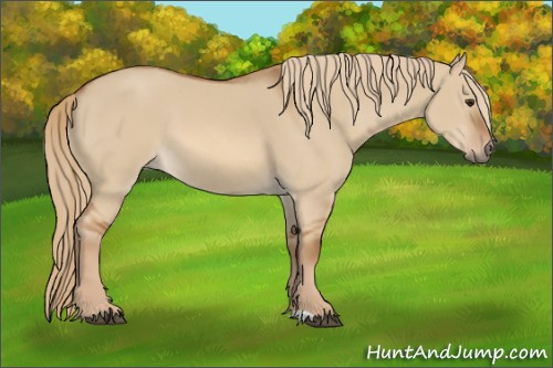 Horse Color:Red Dun 