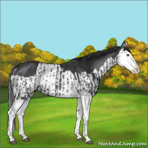 Horse Color:Black Splash Rabicano  and Black Splash Rabicano 