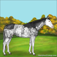 Horse Color:Black Splash Rabicano  and Black Splash Rabicano 