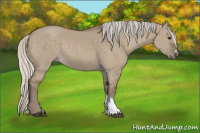 Horse Color:Silver Grullo 