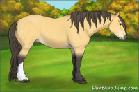 Horse Color:Buckskin 
