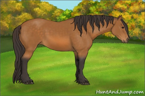Horse Color:Buckskin