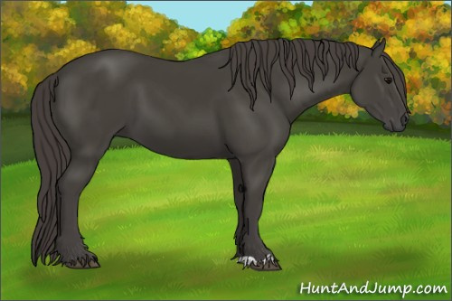 Horse Color:Smoky Black 