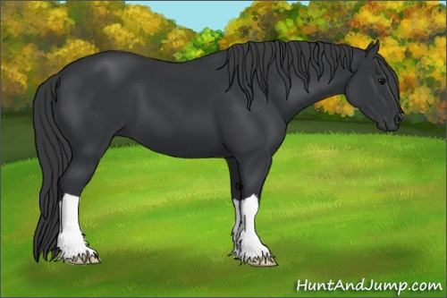 Horse Color:Black 