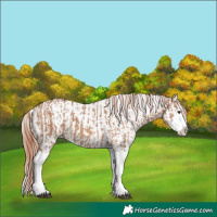 Horse Color:Red Dun Splash  and Red Dun Splash 
