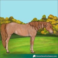 Horse Color:Red Roan