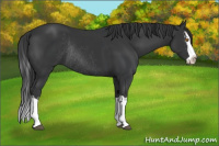 Horse Color:Black Splash Rabicano  and Black Splash Rabicano 