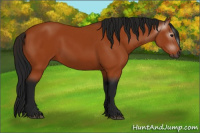 Horse Color:Gray Bay