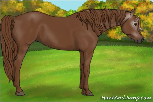 Horse Color:Gray Chestnut 
