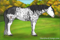 Horse Color:Black Splash Rabicano  and Black Splash Rabicano 