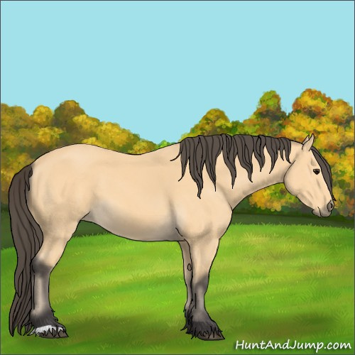 Horse Color:Buckskin 