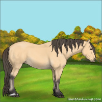 Horse Color:Buckskin 