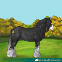 Horse Color:Black Splash Rabicano  and Black Splash Rabicano 