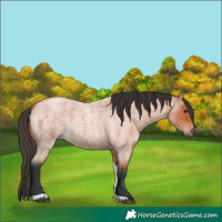 Horse Color:Bay Roan Tobiano
