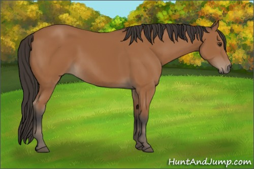 Horse Color:Bay 