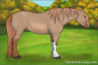 Horse Color:Red Dun