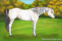 Horse Color:White Spotted Bay Dun Rabicano  and Gray White Spotted Bay Dun Rabicano 