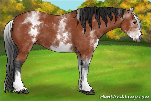 Horse Color:Gray White Spotted Bay Roan 