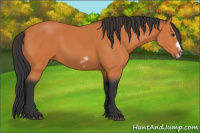 Horse Color:Bay Splash Frame 