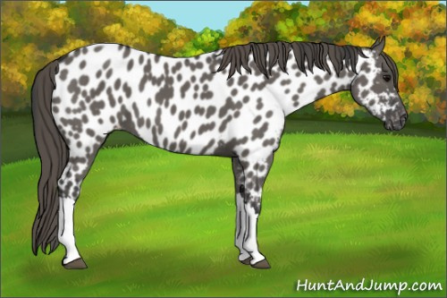 Horse Color:Grullo Appaloosa