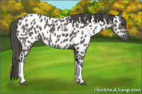 Horse Color:Grullo Appaloosa