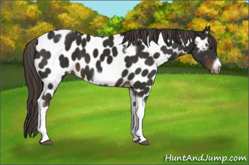 Horse Color:Liver Chestnut Tobiano Frame Appaloosa 