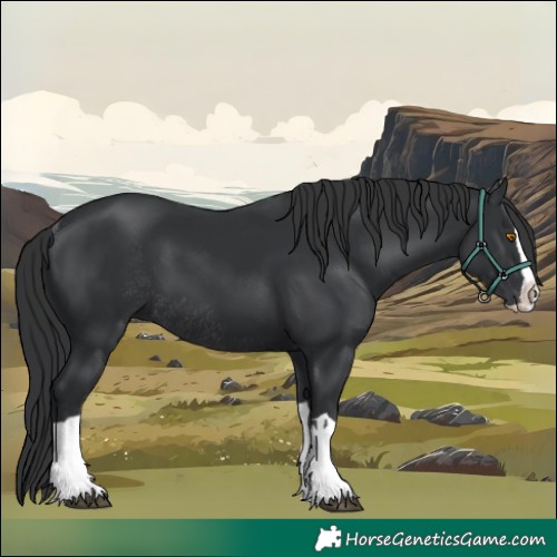 Horse Color:Black Splash Rabicano and Black Splash Rabicano