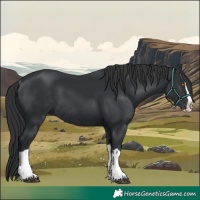 Horse Color:Black Splash Rabicano  and Black Splash Rabicano 