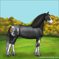 Horse Color:Black Splash Rabicano  and Black Splash Appaloosa Rabicano 