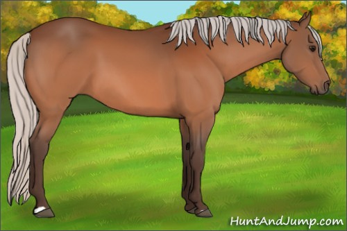 Horse Color:Silver Bay 