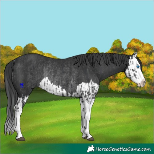 Horse Color:Black Splash Rabicano and Black Splash Rabicano