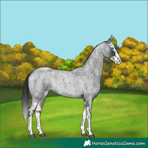 Horse Color:Blue Roan Splash Rabicano  and Blue Roan Splash Rabicano 