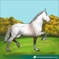 Horse Color:Gray Bay 