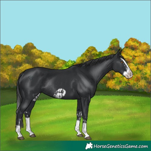 Horse Color:Black Splash Rabicano  and Black Splash Frame Rabicano 